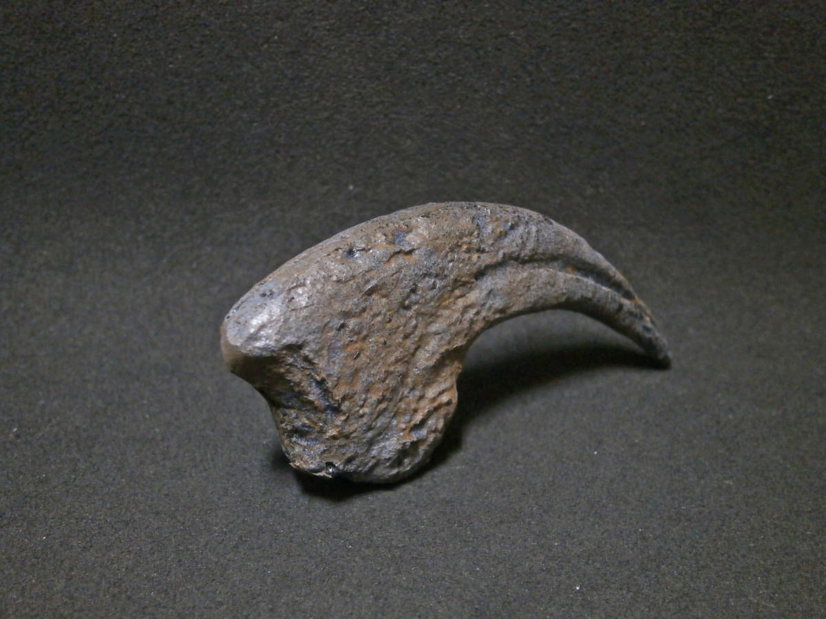 恐竜デイノニクスの爪化石(レプリカ・複製)ケースなしの画像6