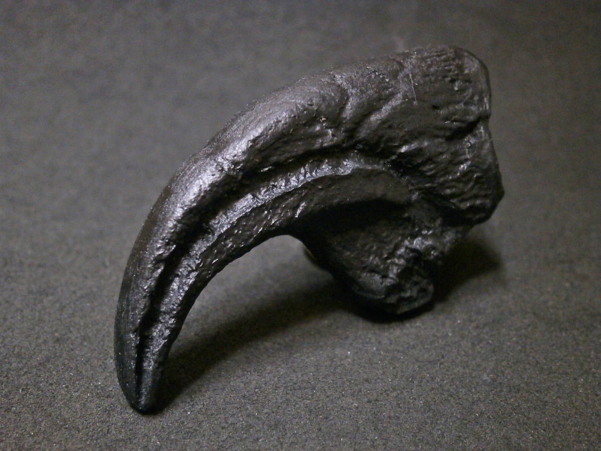 恐竜アロサウルスの鉤爪化石(レプリカ・複製標本)ケースなしの画像8
