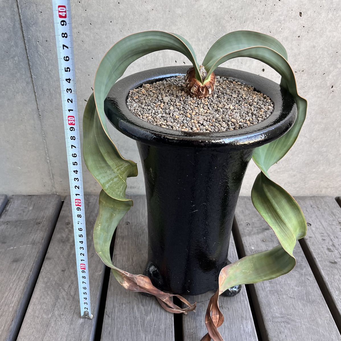 大株 奇想天外 ウェルウィッチアミラビリス welwitschiamirabilis 多肉植物 塊根植物 サボテン 万年青の画像7