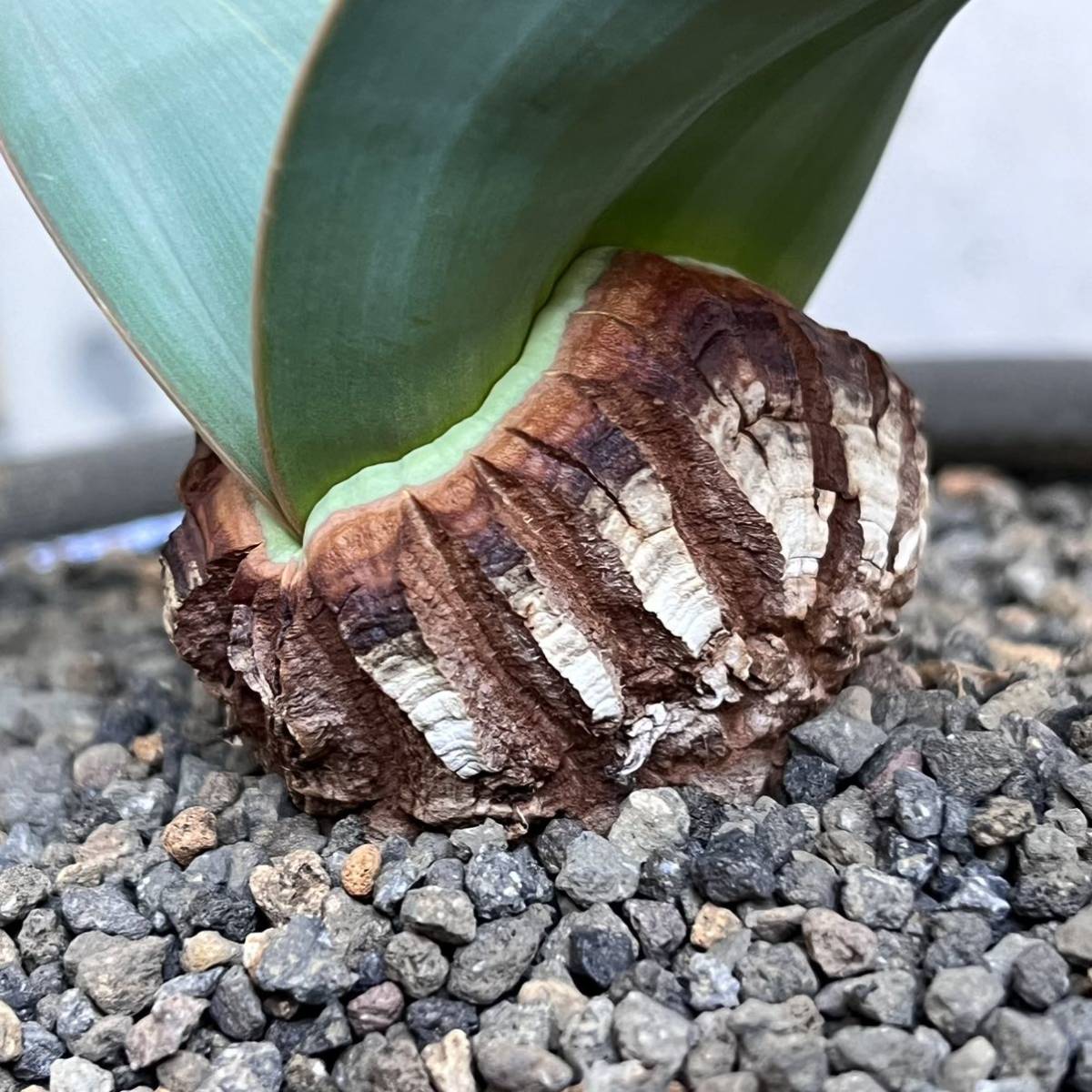 大株 奇想天外 ウェルウィッチアミラビリス welwitschiamirabilis 多肉植物 塊根植物 サボテン 万年青の画像3