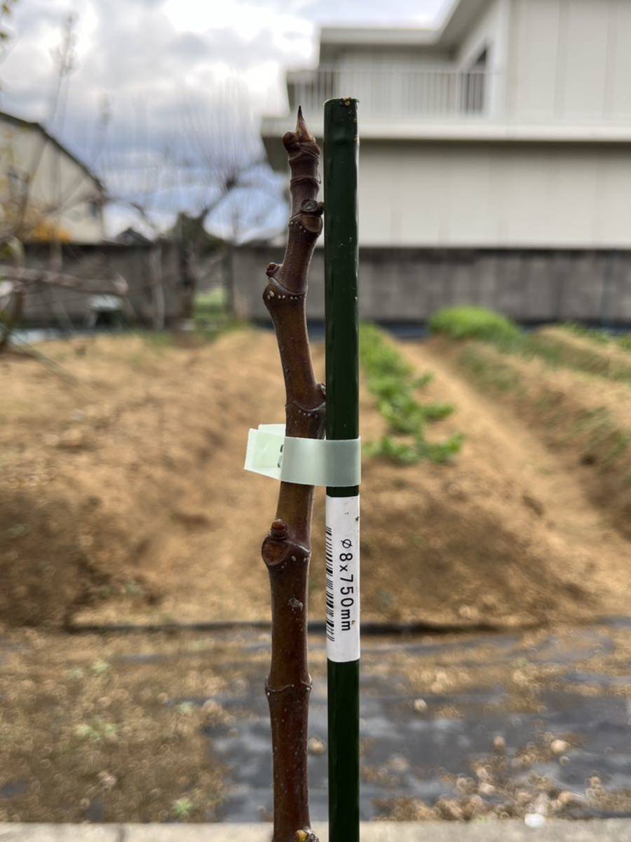 イチジク苗木】ホワイトマデイラ #1(White Madeira #1)【人気 イチジク苗木】ホワイトマデイラ #1(White Madeira #1)【人気