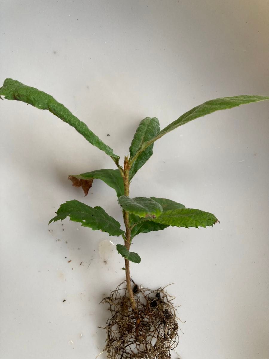 びわ　枇杷　約20cm高　苗木2本　びわ茶　loquat 