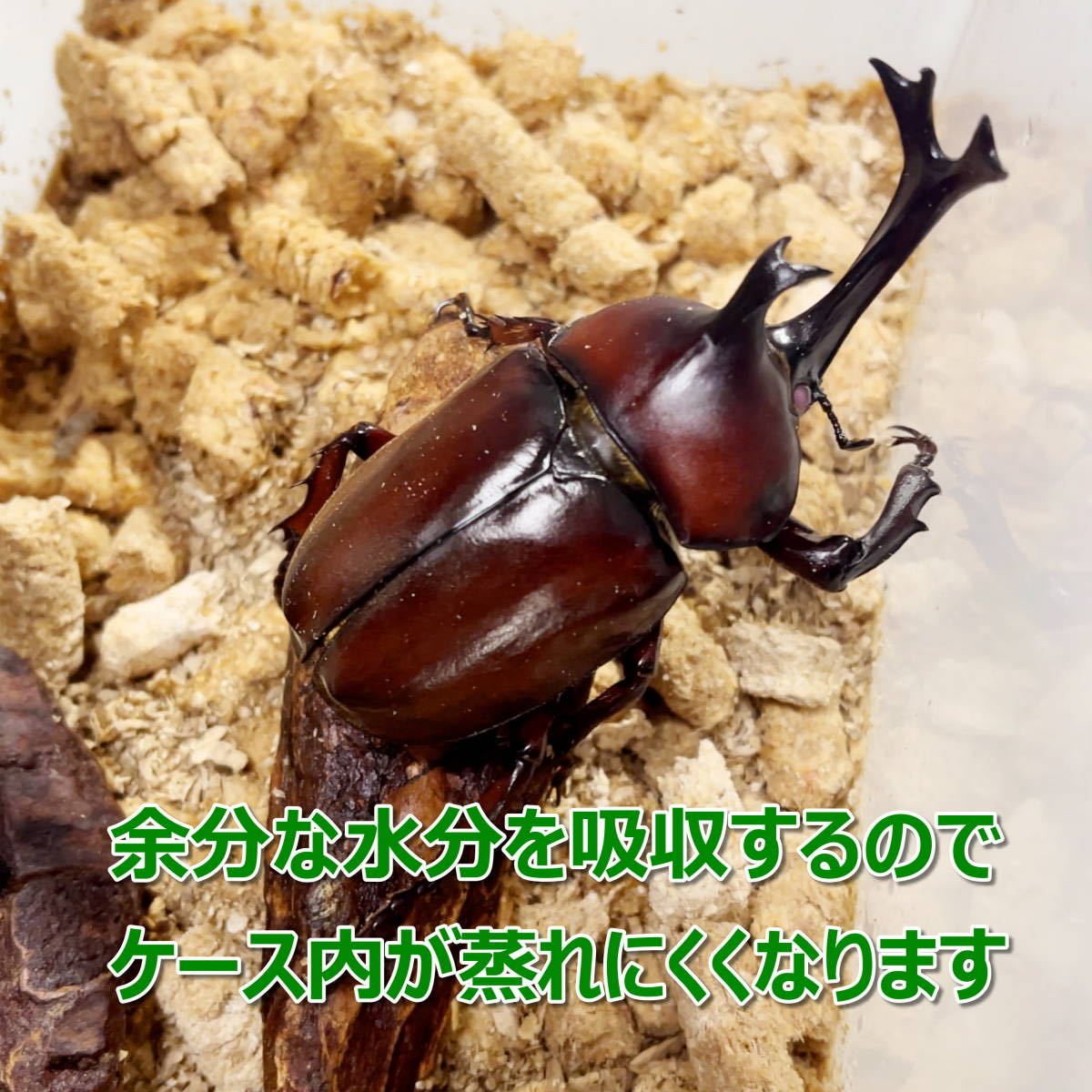 【RK】成虫用マット　1kg 3個　昆虫ペレット　カブトムシ・クワガタに最適！！　成虫飼育におすすめ！_画像6