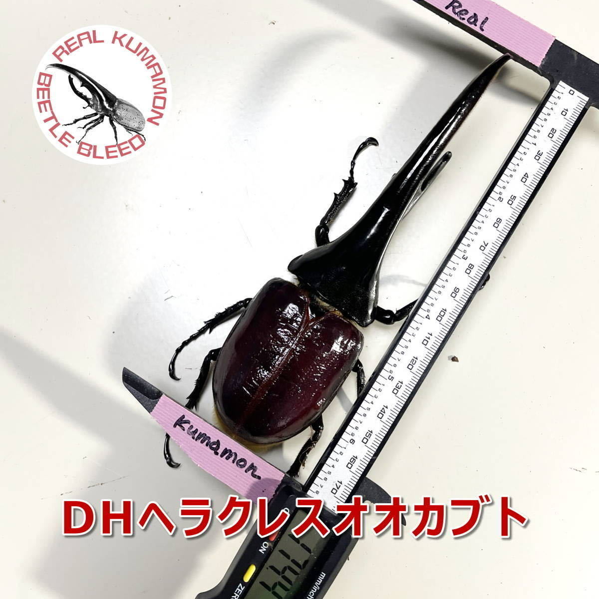 【RK】カブトマット　10L　5個　完熟発酵　菌床マット　スタンダード　国産・外国産カブトムシに最適！！　幼虫・産卵におすすめ！_画像9