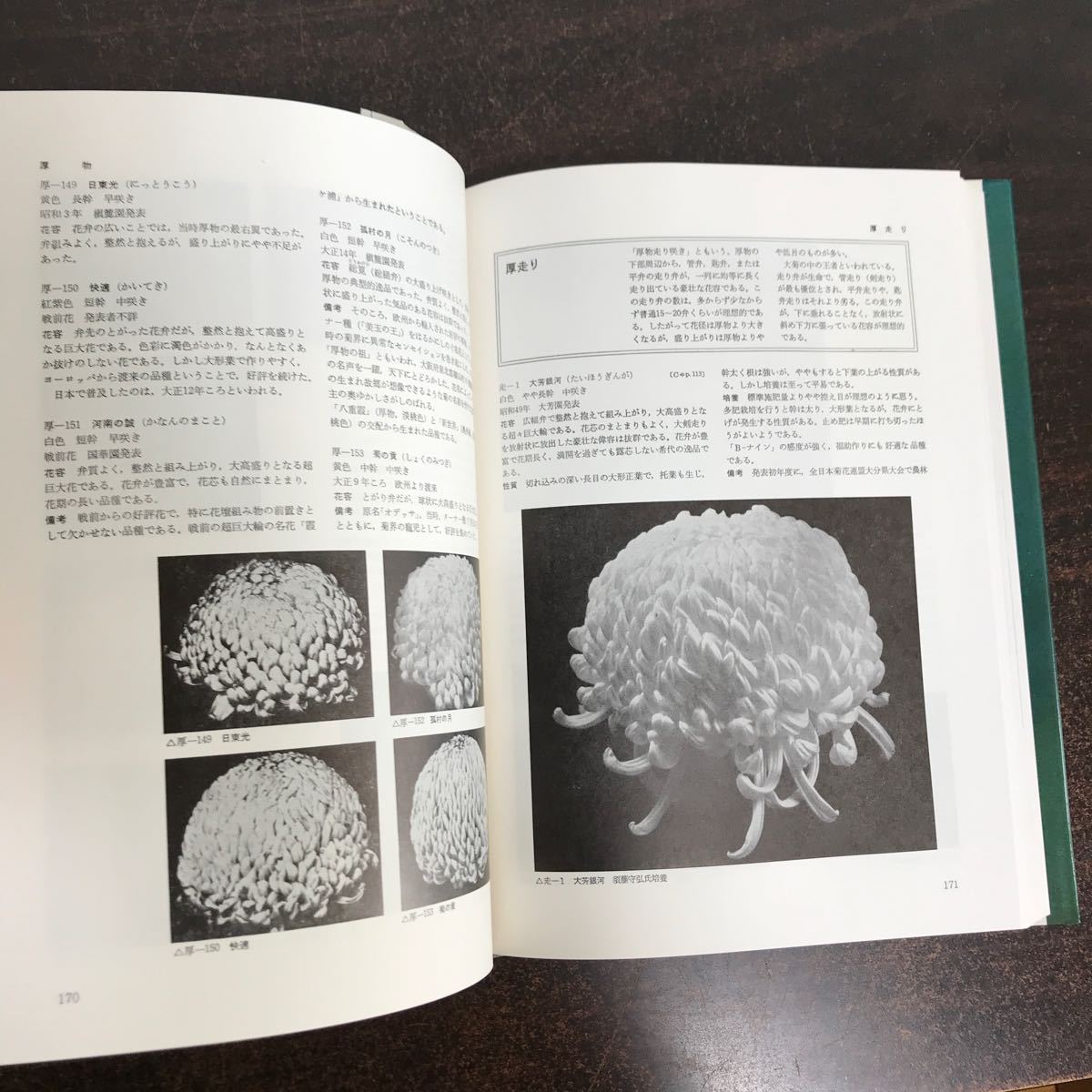 yj◆原色園芸植物大観 5冊 不揃い 観葉植物/サボテン/さつき・つばき/古典園芸植物 / 菊 集英社版 各函入り _画像6