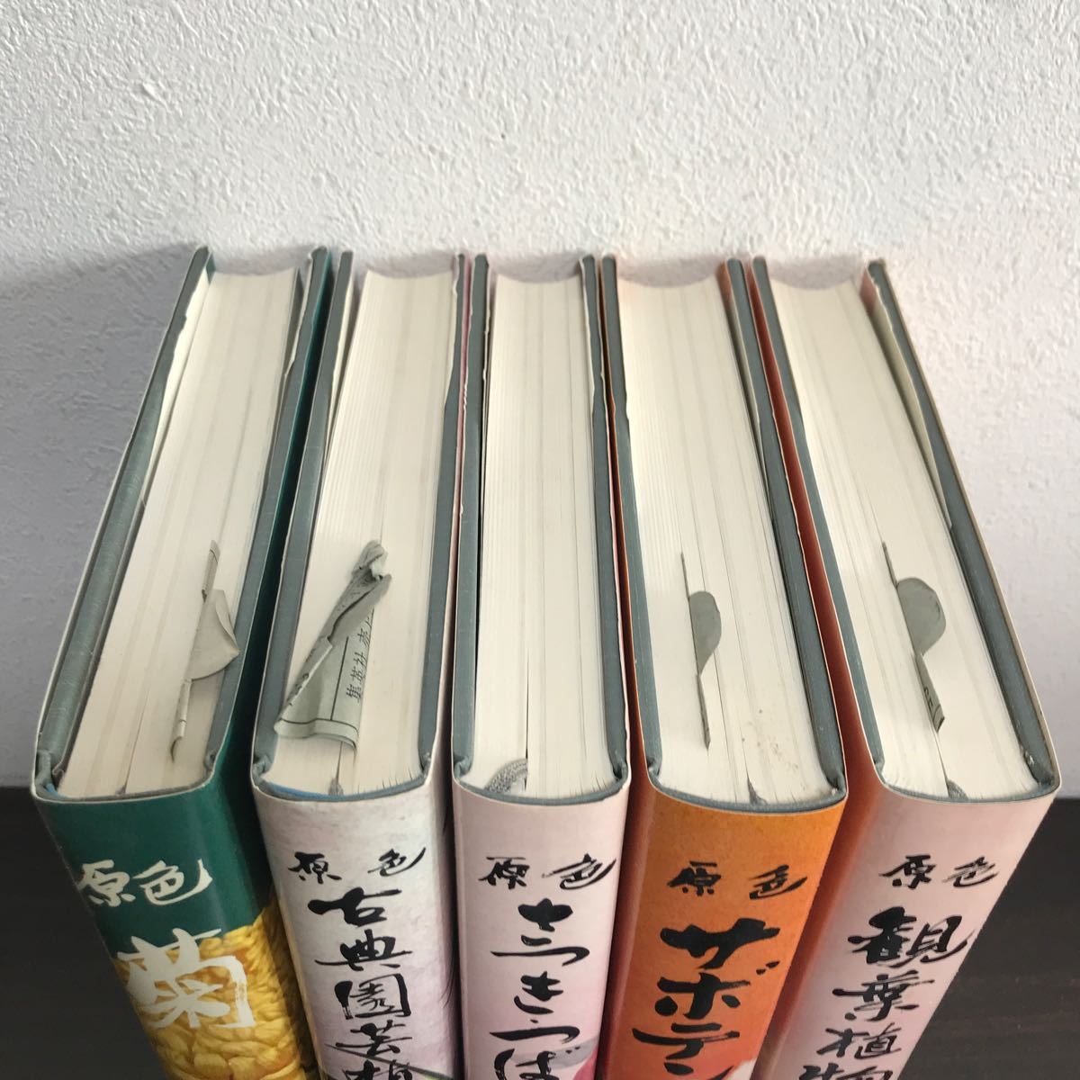 yj◆原色園芸植物大観 5冊 不揃い 観葉植物/サボテン/さつき・つばき/古典園芸植物 / 菊 集英社版 各函入り _画像4