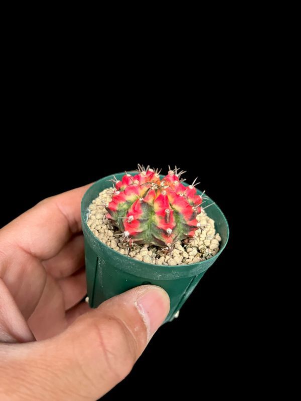 ギムノカリキウム・緋牡丹錦 マルチカラー/Gymnocalycium friedrichii multi-color_画像1