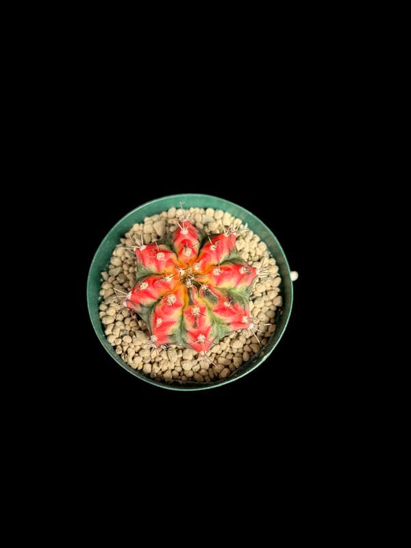 ギムノカリキウム・緋牡丹錦 マルチカラー/Gymnocalycium friedrichii multi-color_画像3