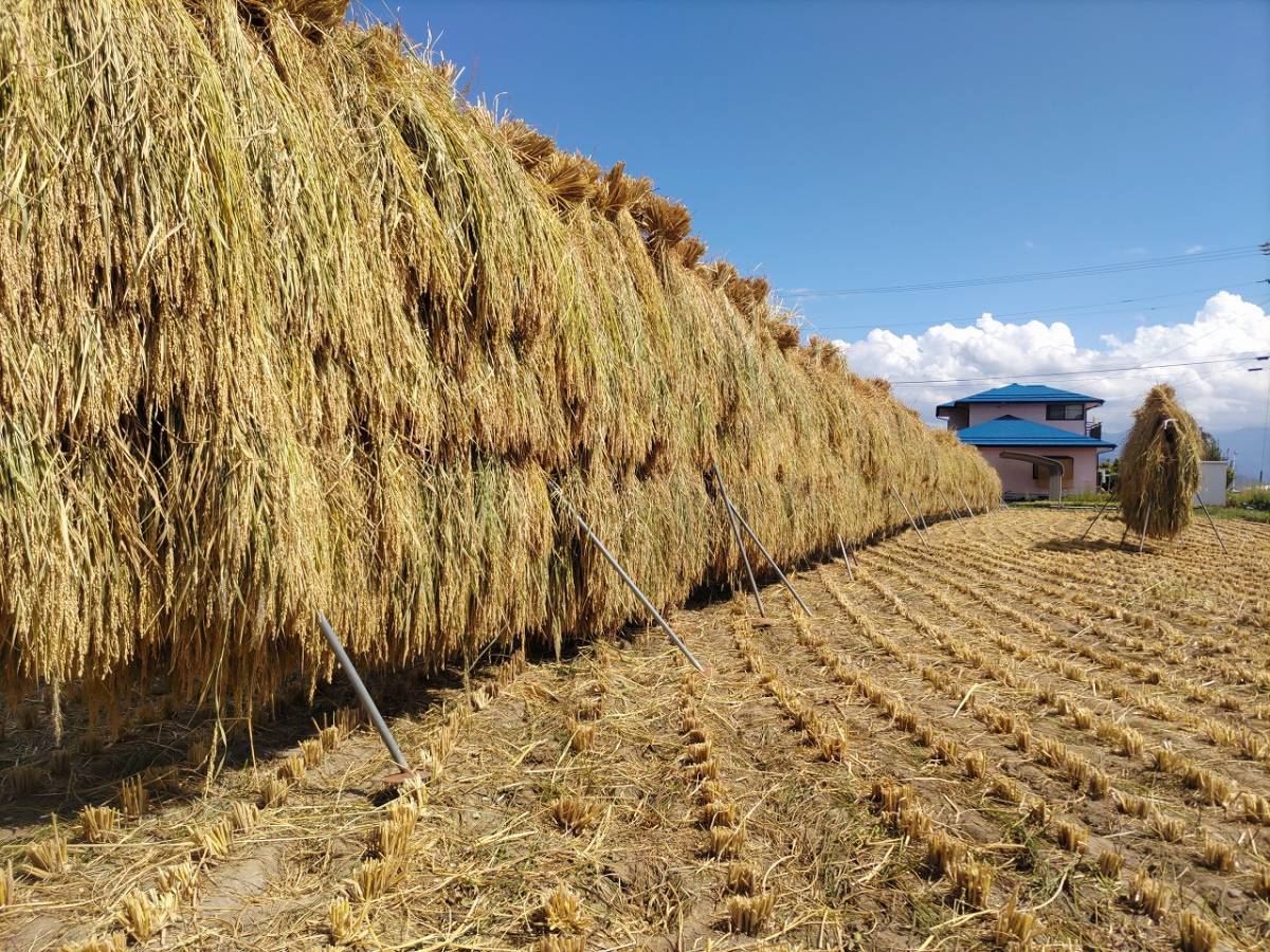 引き取り限定！　稲わら はぜ干し 1束 2023年長野県産 藁　3_画像1