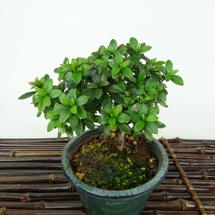 盆栽 皐月 菊姫 樹高 約9cm さつき Rhododendron indicum サツキ ツツジ科 常緑樹 観賞用 小品 現品_画像9