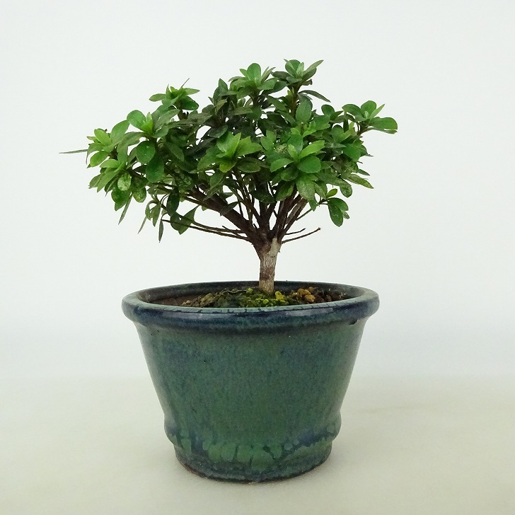 盆栽 皐月 菊姫 樹高 約9cm さつき Rhododendron indicum サツキ ツツジ科 常緑樹 観賞用 小品 現品_画像1