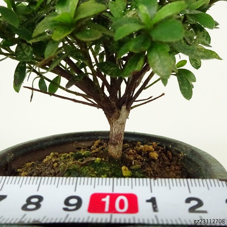 盆栽 皐月 菊姫 樹高 約9cm さつき Rhododendron indicum サツキ ツツジ科 常緑樹 観賞用 小品 現品_画像6