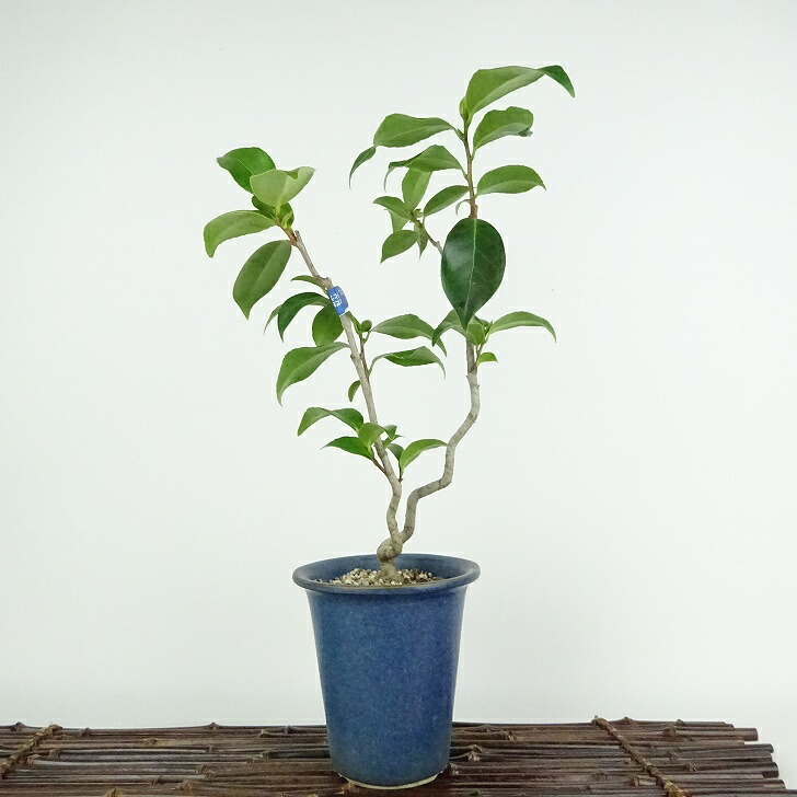 Bonsai Tsubaki Miyagawa Высота дерева примерно 30 см Tsubaki Camellia japonica tsubaki tsubaki Агентство