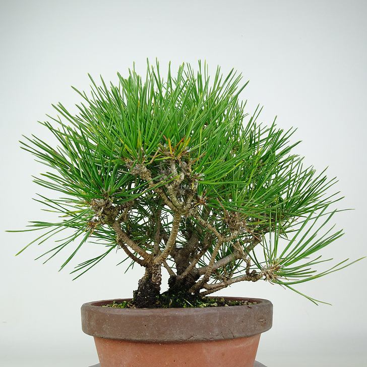 盆栽 松 黒松 樹高 約25cm くろまつ Pinus thunbergii クロマツ マツ科 常緑針葉樹 観賞用 現品_画像4