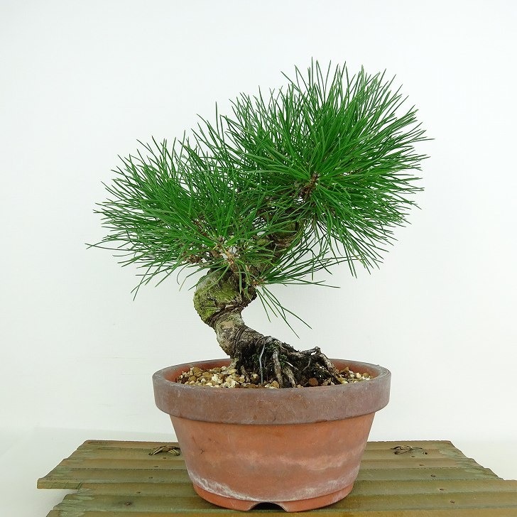 盆栽 松 黒松 樹高 約23cm くろまつ Pinus thunbergii クロマツ マツ科 常緑針葉樹 観賞用 現品_画像1