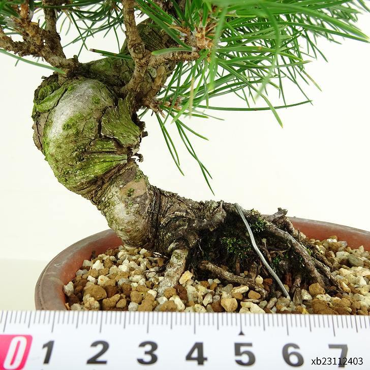 盆栽 松 黒松 樹高 約23cm くろまつ Pinus thunbergii クロマツ マツ科 常緑針葉樹 観賞用 現品_画像5