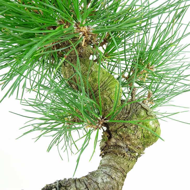 盆栽 松 黒松 樹高 約23cm くろまつ Pinus thunbergii クロマツ マツ科 常緑針葉樹 観賞用 現品_画像6