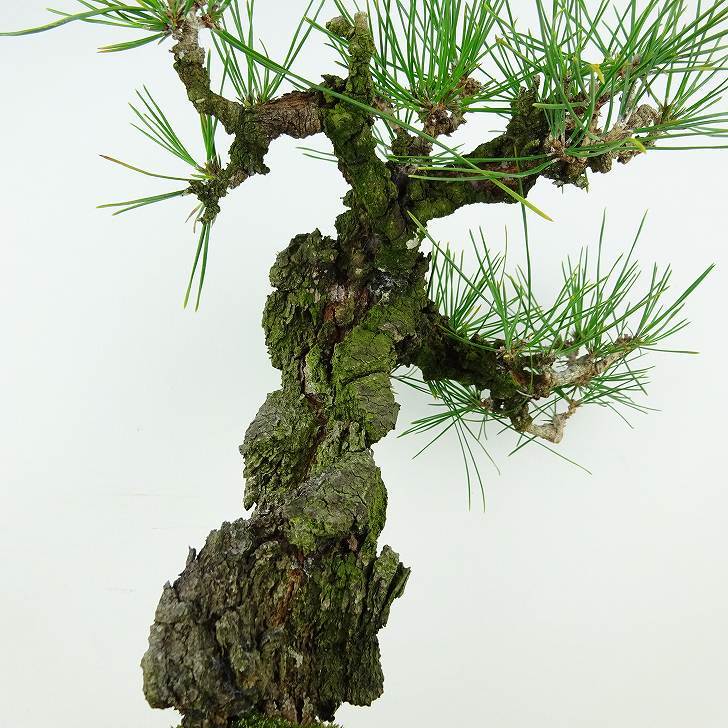  bonsai pine Japanese black pin . pine height of tree approximately 25cm.....Pinus thunbergiini type matsumatsu. evergreen needle leaved tree .. for reality goods 