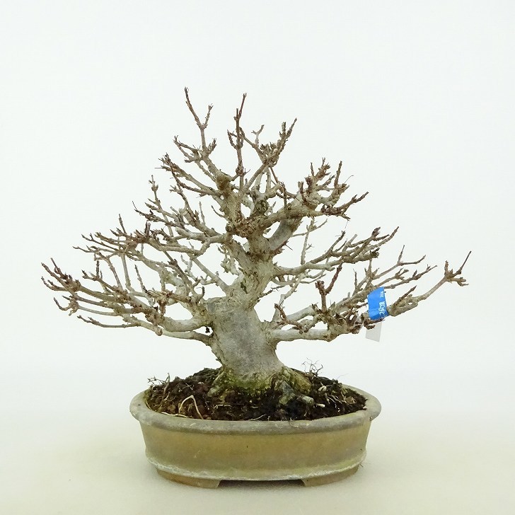  bonsai maple height of tree approximately 14cm maple Acer maple . leaf maple . deciduous tree .. for small goods reality goods 