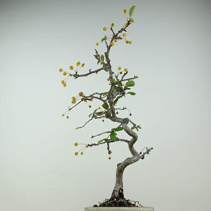  bonsai acid real height of tree approximately 29cm..Malus toringozmi the truth thing yellow rose . deciduous tree .. for reality goods 
