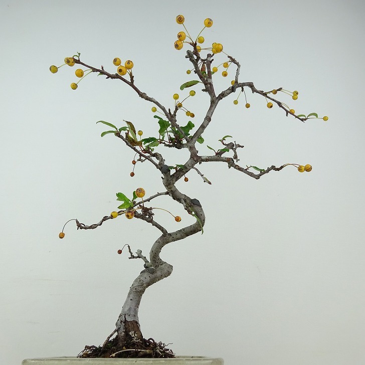  bonsai acid real height of tree approximately 29cm..Malus toringozmi the truth thing yellow rose . deciduous tree .. for reality goods 