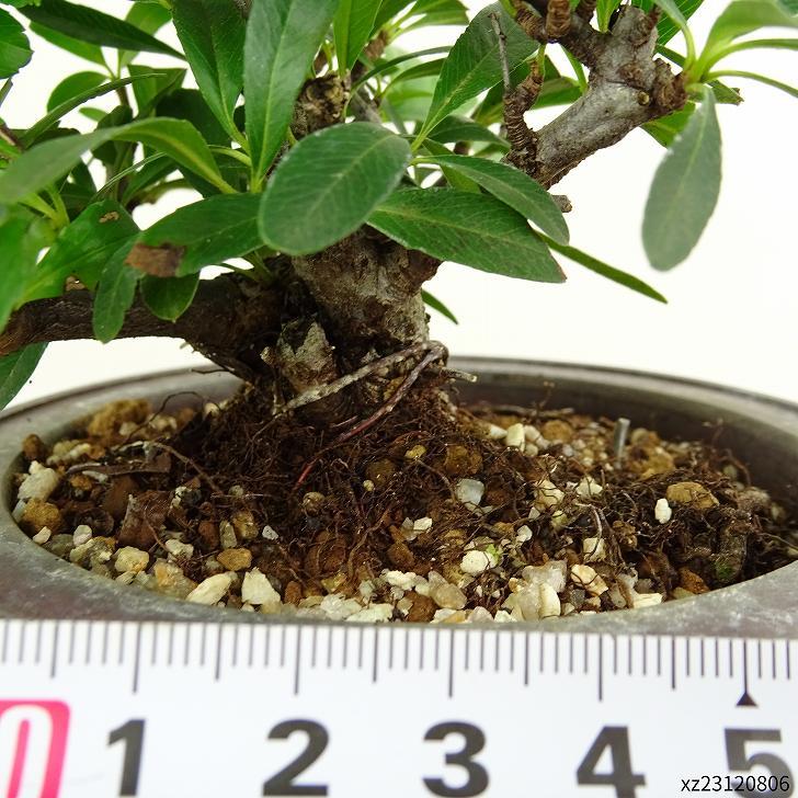 盆栽 ピラカンサ 樹高 約13cm Pyracantha バラ科 常緑樹 観賞用 小品 現品_画像6