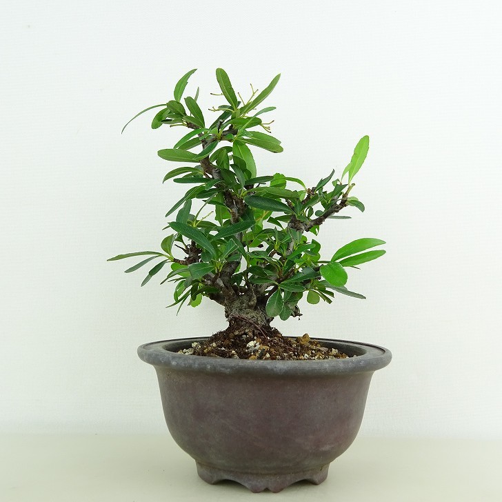 盆栽 ピラカンサ 樹高 約13cm Pyracantha バラ科 常緑樹 観賞用 小品 現品_画像1