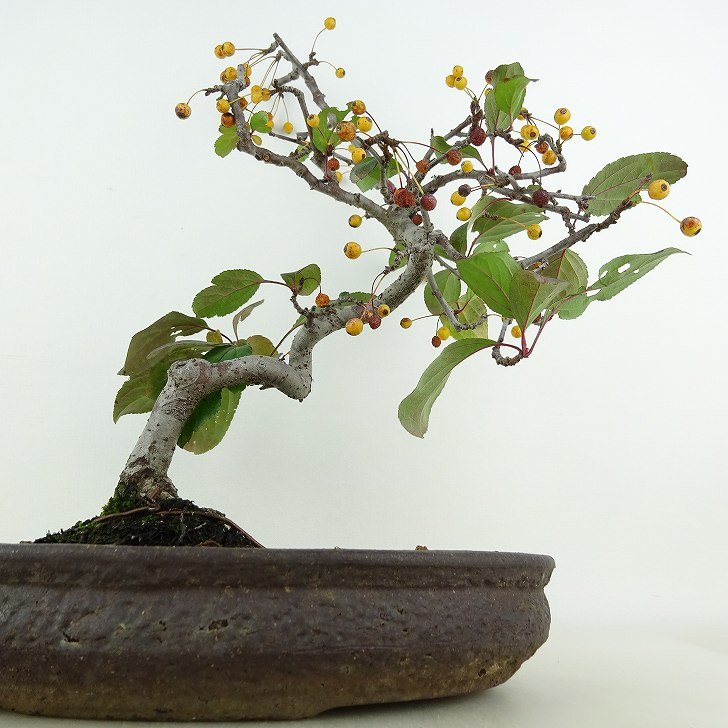  бонсай кислота реальный высота дерева примерно 27cm..Malus toringozmi оригинал желтый роза . листопадные растения .. для на данный момент товар 