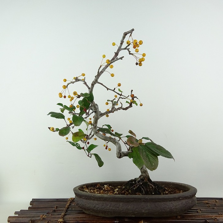  бонсай кислота реальный высота дерева примерно 27cm..Malus toringozmi оригинал желтый роза . листопадные растения .. для на данный момент товар 