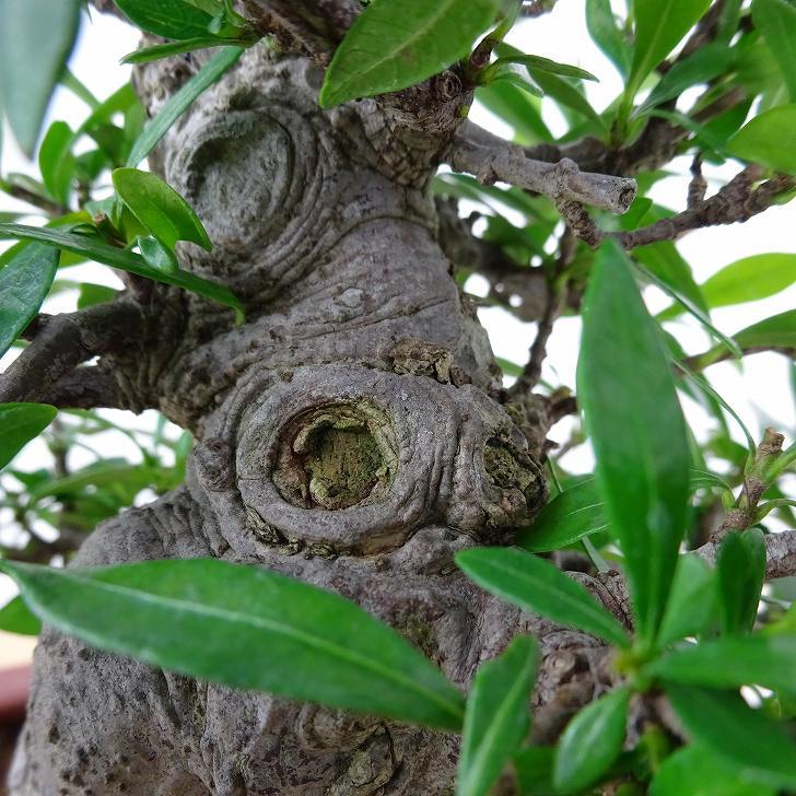 盆栽 梔子 樹高 約20cm くちなし Gardenia jasminoides クチナシ アカネ科 クチナシ属 常緑樹 観賞用 小品 現品_画像7