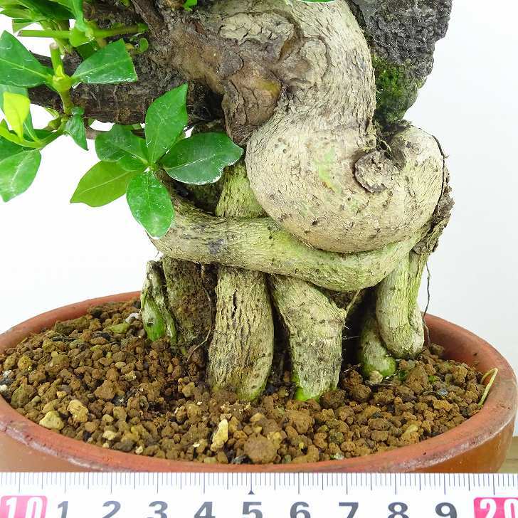 盆栽 梔子 樹高 約15cm くちなし Gardenia jasminoides クチナシ 石付き アカネ科 クチナシ属 常緑樹 観賞用 小品 現品_画像6