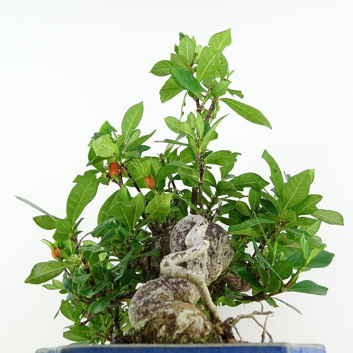 盆栽 梔子 樹高 約25cm くちなし Gardenia jasminoides クチナシ 実物 アカネ科 クチナシ属 常緑樹 観賞用 現品_画像2