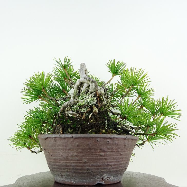  bonsai pine . leaf pine height of tree top and bottom approximately 18cm. for ..Pinus parvifloragoyo horse tsumatsu. evergreen needle leaved tree .. for small goods reality goods 