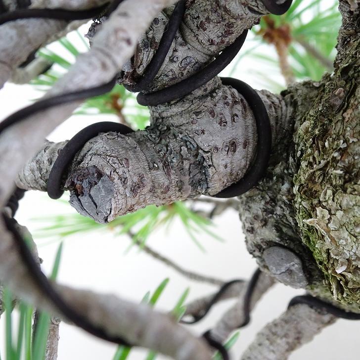  bonsai pine . leaf pine height of tree top and bottom approximately 18cm. for ..Pinus parvifloragoyo horse tsumatsu. evergreen needle leaved tree .. for small goods reality goods 