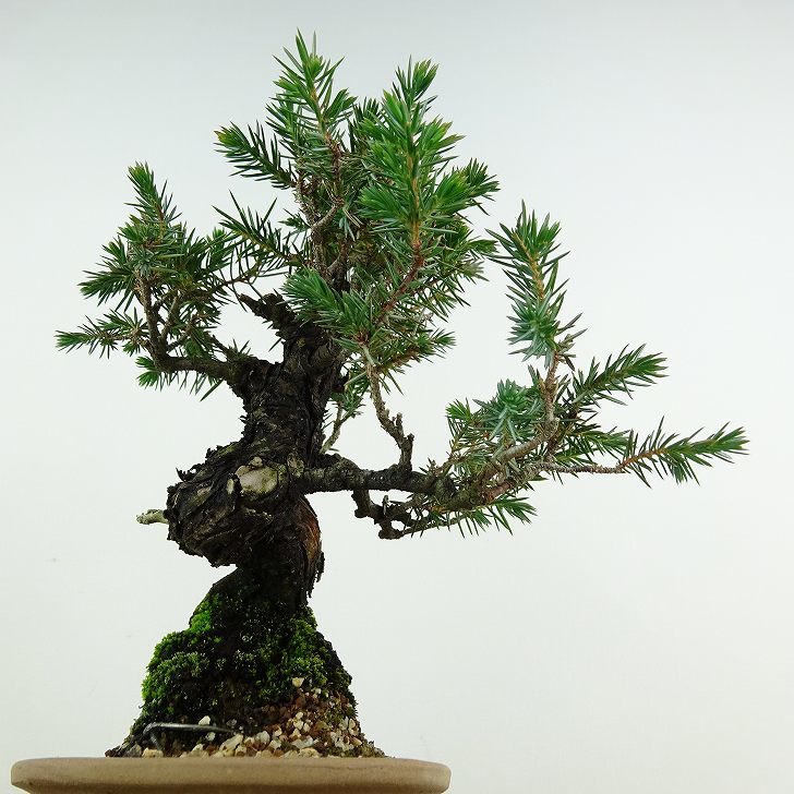  bonsai . pine height of tree approximately 17cm considering ..Juniperus rigidatoshou* Gin ~ hinoki . evergreen needle leaved tree .. for small goods reality goods 