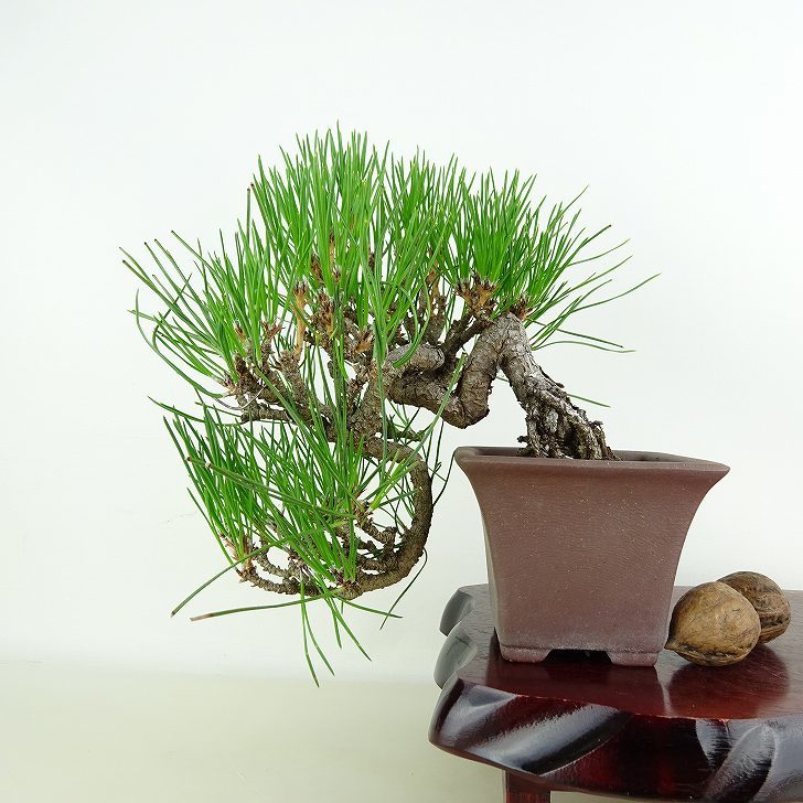  bonsai pine Japanese black pin height of tree top and bottom approximately 20cm....Pinus thunbergii black matsumatsu. evergreen needle leaved tree .. for small goods reality goods 