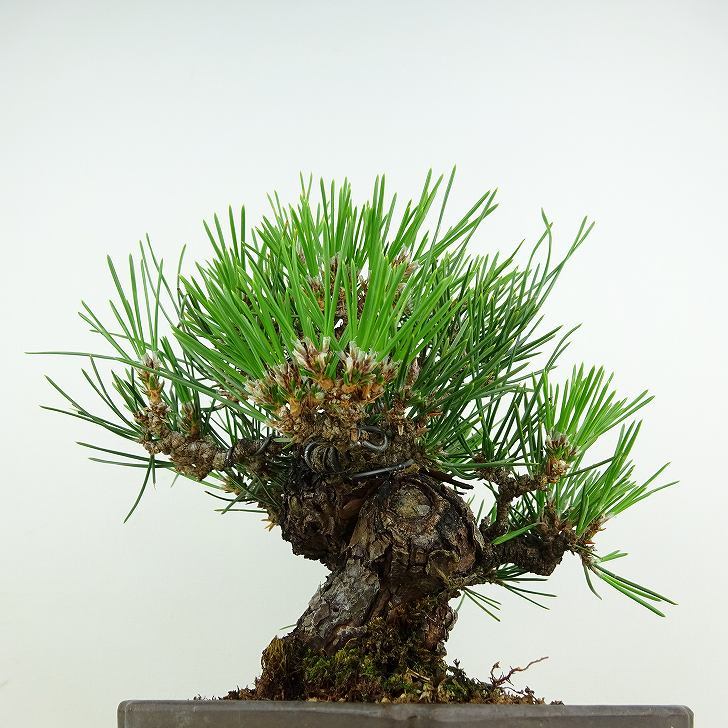 盆栽 松 黒松 瑞宝 樹高 約18cm くろまつ Pinus thunbergii クロマツ マツ科 常緑針葉樹 観賞用 小品 現品_画像3