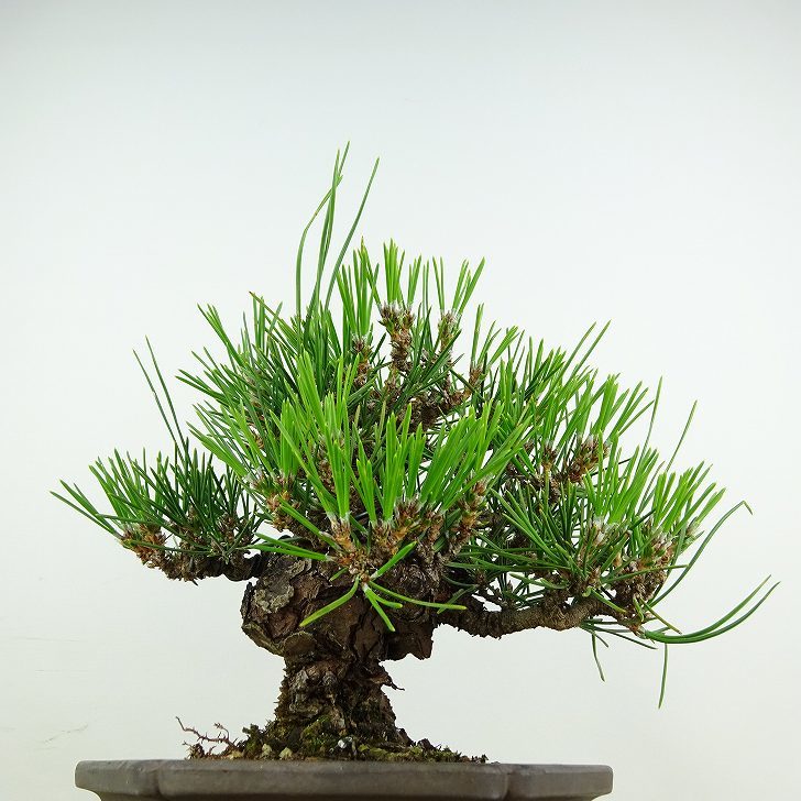 盆栽 松 黒松 瑞宝 樹高 約18cm くろまつ Pinus thunbergii クロマツ マツ科 常緑針葉樹 観賞用 小品 現品_画像4