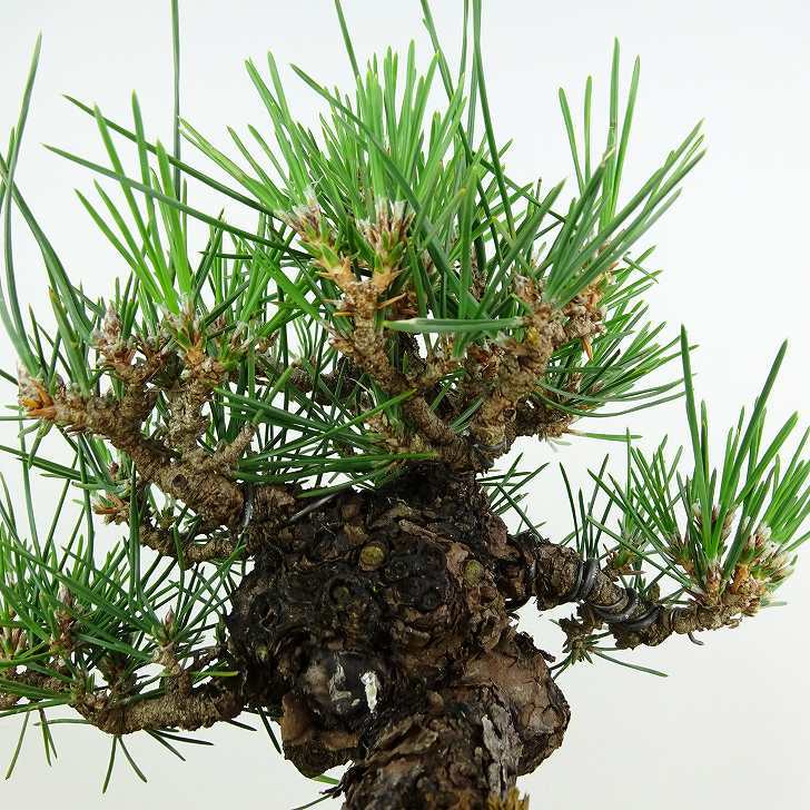 盆栽 松 黒松 瑞宝 樹高 約18cm くろまつ Pinus thunbergii クロマツ マツ科 常緑針葉樹 観賞用 小品 現品_画像7