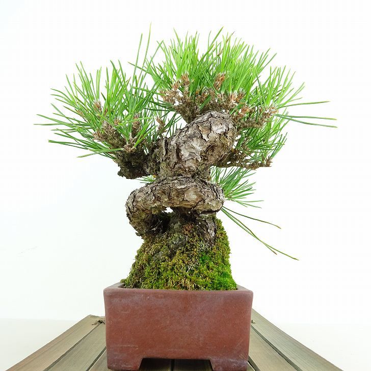  bonsai pine Japanese black pin height of tree approximately 20cm.... high class bonsai Pinus thunbergii black matsumatsu. evergreen needle leaved tree .. for small goods reality goods 