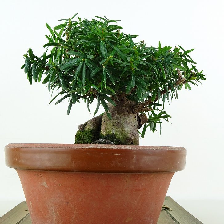 盆栽 一位 樹高 約12cm いちい Taxus cuspidata イチイ イチイ科 常緑針葉樹 観賞用 小品 現品_画像3