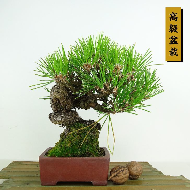  bonsai pine Japanese black pin height of tree approximately 20cm.... high class bonsai Pinus thunbergii black matsumatsu. evergreen needle leaved tree .. for small goods reality goods 