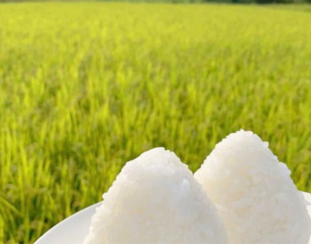米 コシヒカリ 兵庫県産　三田産 令和5年　新米　玄米　減農薬　産地直送