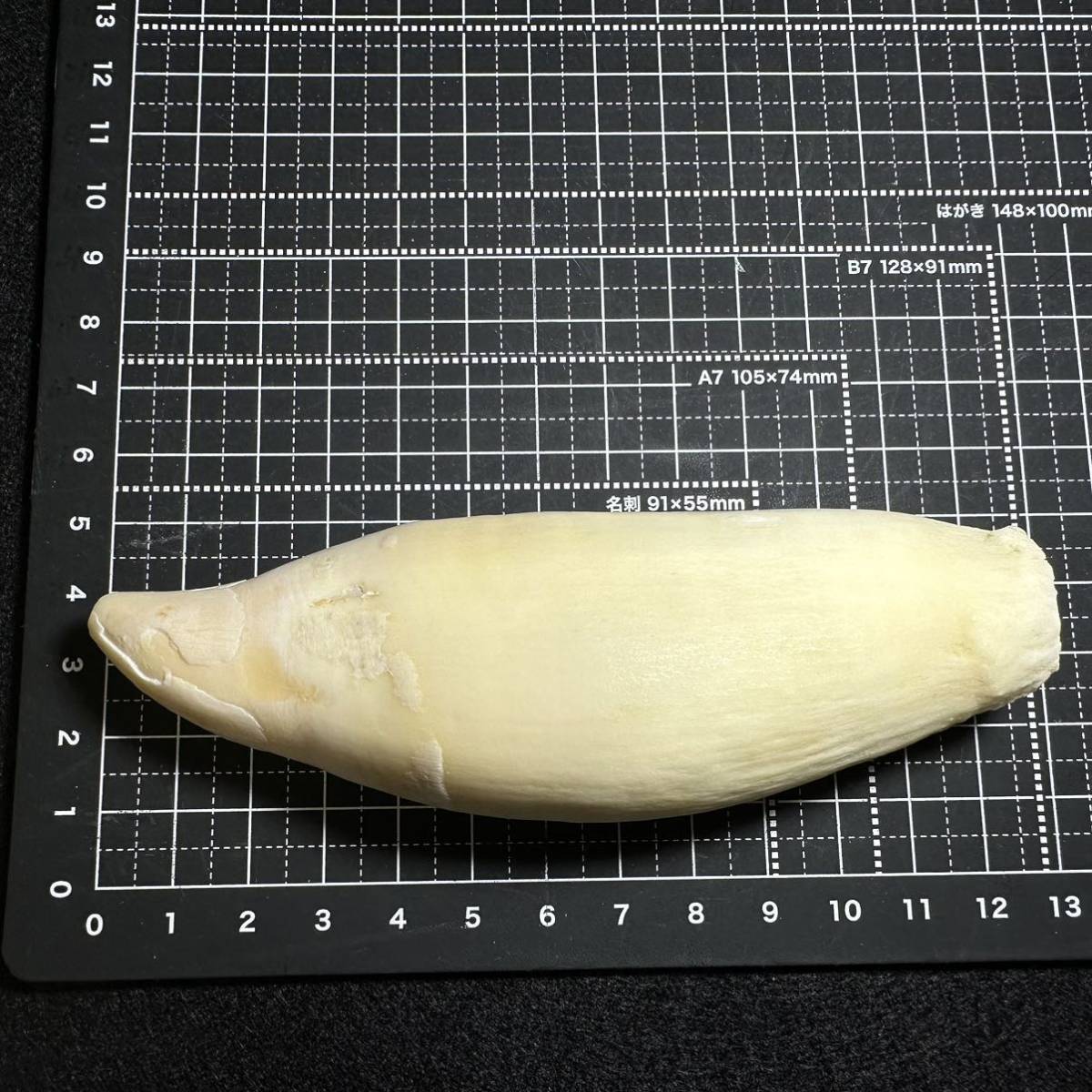 激レア！【シャチの歯 142.0g】抹香 鯨 クジラ 歯 牙 印材 鯱(科学 