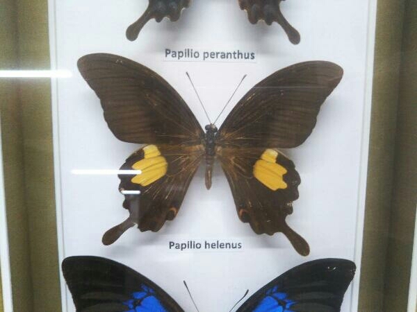 蝶 標本 Euploea duponcheli ルリマダラ属 Papilio peranthus アオネアゲハ Papilio helenus モンキアゲハ Papilio ulysses オオルリアゲハ_画像4