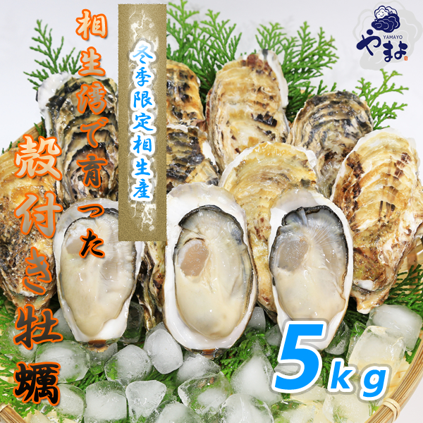 無選別　Sサイズ　相生市特産ぷりぷり殻付き牡蠣 殻つき牡蠣　５kg　生食可能　クール便　送料無料　北海道、沖縄は発送が出来ません。_画像1