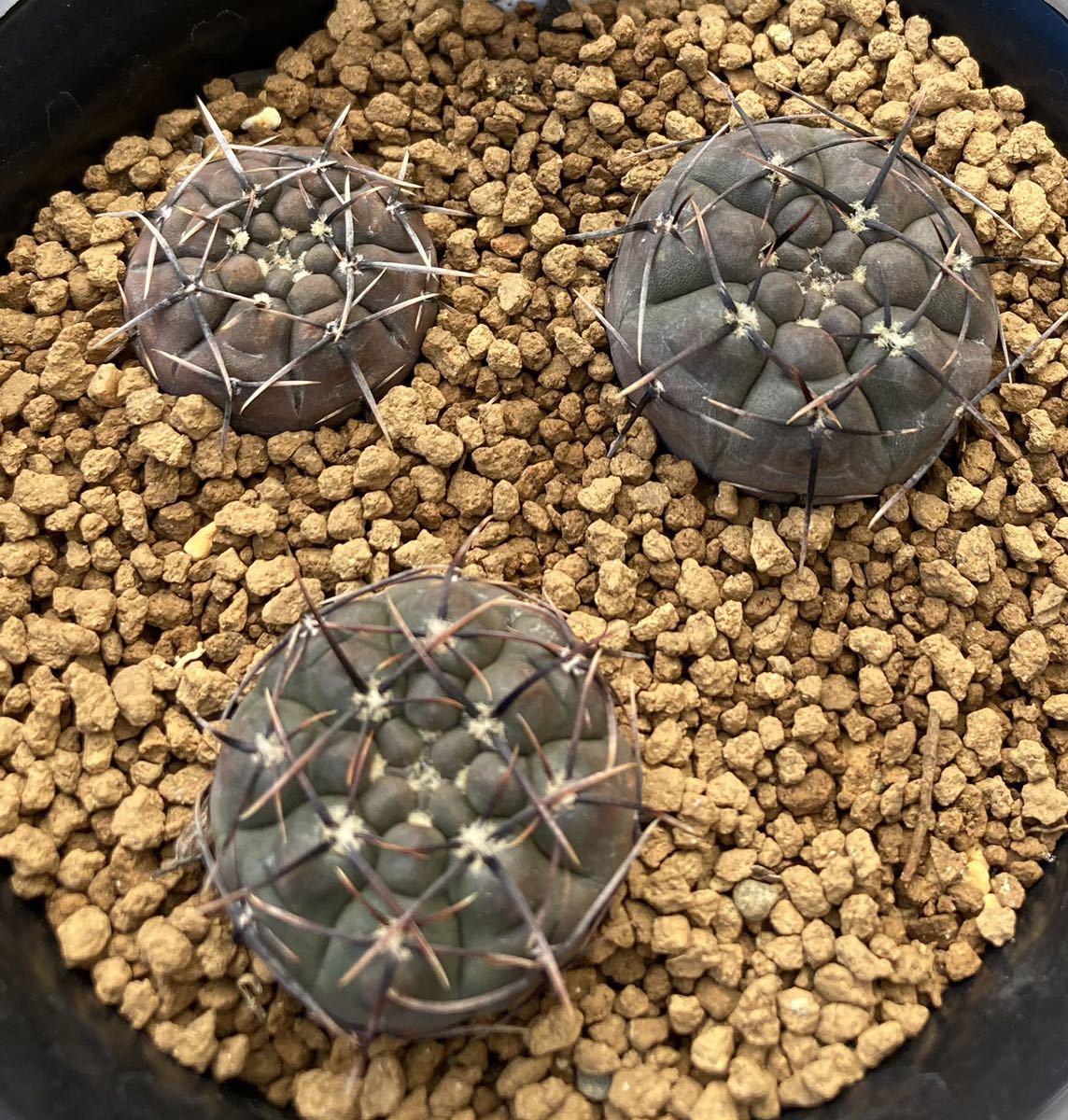 ●Gymnocalycium striglianum GN88-54/122 Mendoza 800m 実生 1鉢●ギムノカリキウム サボテン 120907_画像1