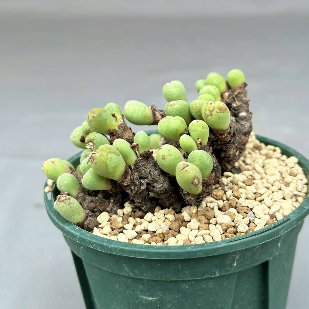 60 Conophytum sp. / コノフィツム sp. [検索] メセン リトープス オフタルモフィルム ブルゲリ グラキリス パキプス ピグマエア ミラビレ_画像6