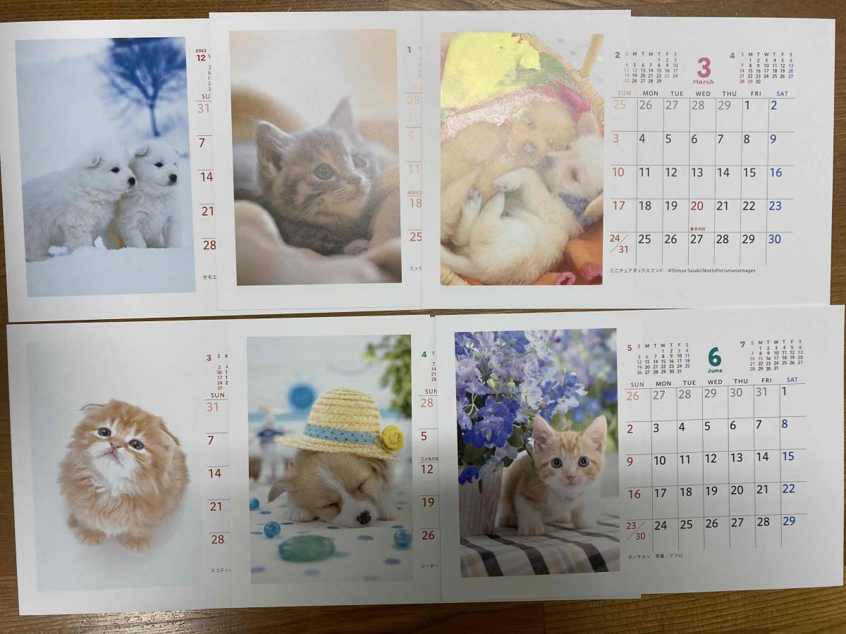 ■住友生命　2024年版(令和6年)　「DOG＆CAT・かわいい小いぬ・子ねこ」卓上カレンダー 1-2冊　_画像2