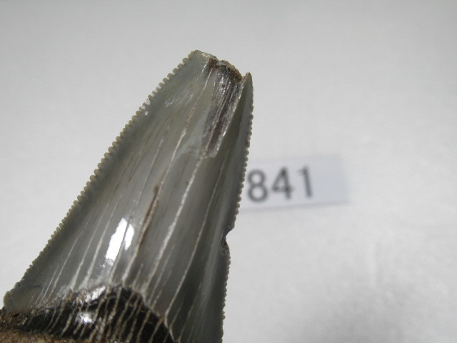 ◆化石 サメの歯◆メガロドン◆アメリカ◆6 cm◆No.841◆送料無料_画像4